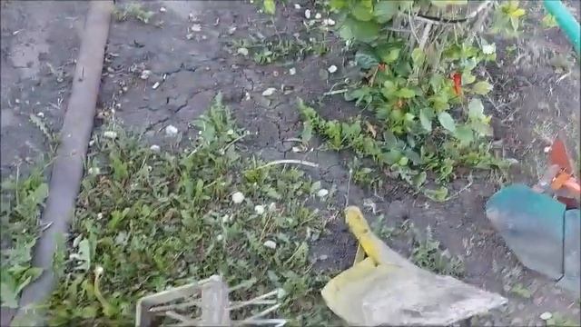 Рыхление междурядий перед окучиванием. смотреть онлайн