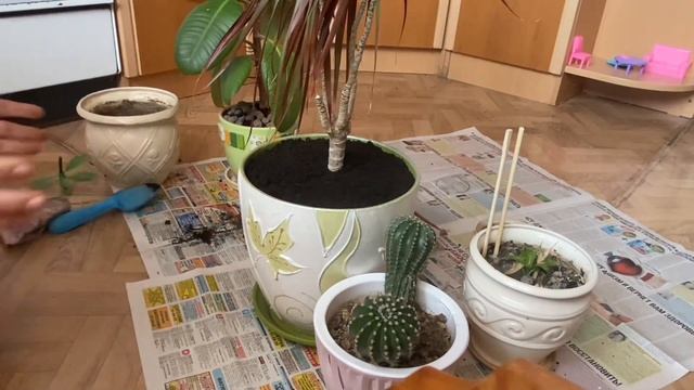 Пересадка комнатных растений☝️Всё как было на самом деле? #семья смотреть онлайн