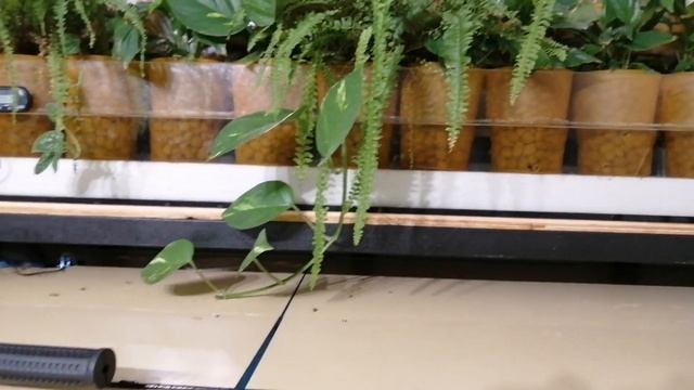 Мой фитофильтр, сциндапсус смотреть онлайн