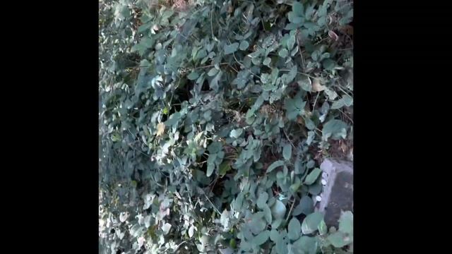 Тур поход в Франклин Гост Таун (Franklin Ghost Town)Туристическая зона в штате Вашингтон. смотреть онлайн