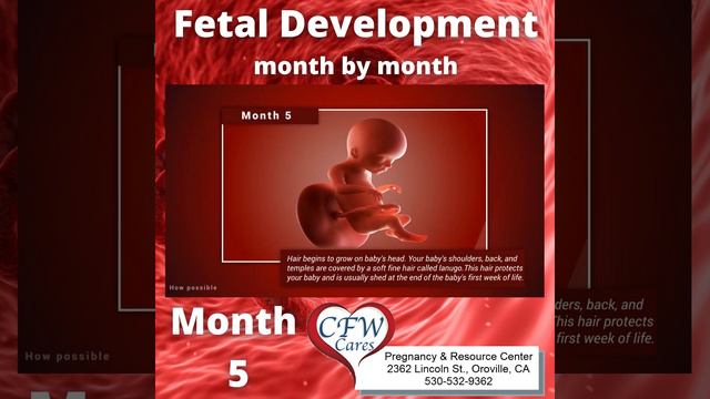 Fetal Devel Month 5 смотреть онлайн