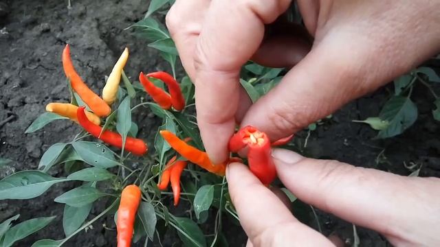 Костёр, перец декоративный комнатный смотреть онлайн