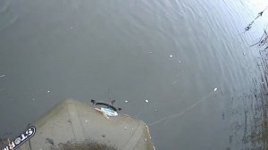 рыбалка на сети ячейка 40