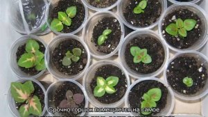 Колеус — посадка и уход в домашних условиях