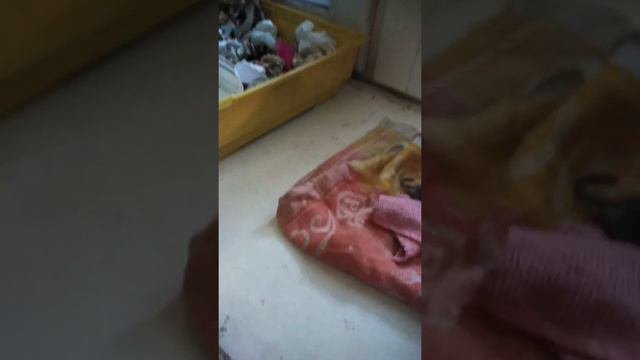 Крысятки-бузятки смотреть онлайн