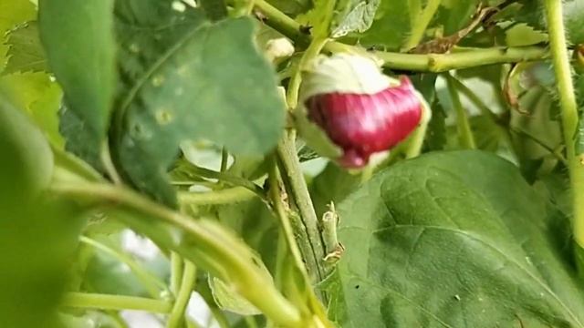 Мальвы, незаслуженно забытые цветы смотреть онлайн