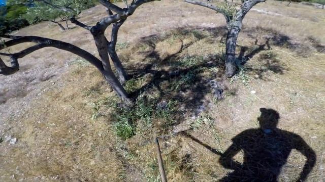 WWOOFing in France: pruning olive trees and exploring beautiful Provence смотреть онлайн