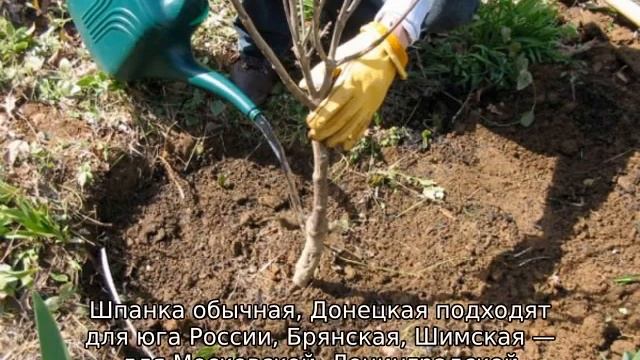 Вишня Шпанка смотреть онлайн