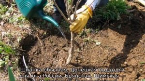 Вишня Шпанка