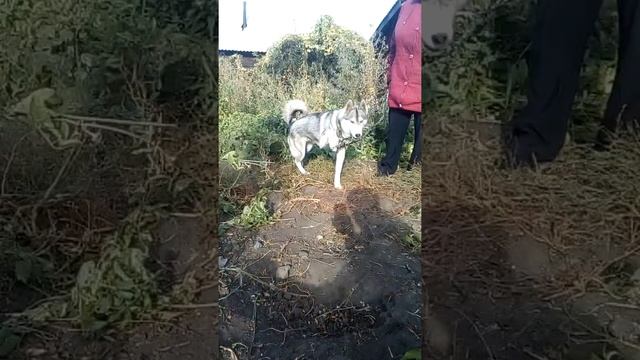 птица удод поеденная овчаркой смотреть онлайн