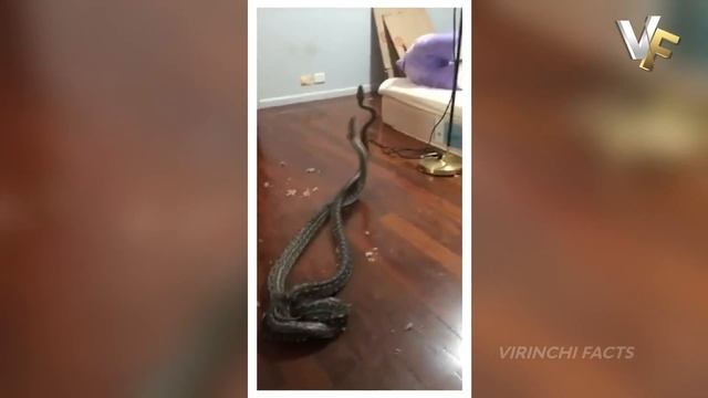 ? biggest python snake | top 10 interesting facts in telugu | telugu facts | virinchi facts смотреть онлайн