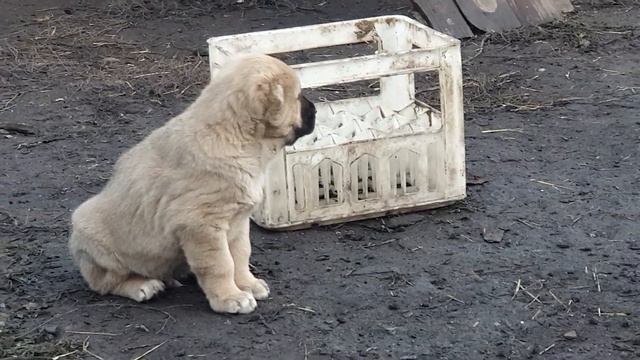 Алабай среднеазиатская овчарка из питомника Аз Марал продажа +79278137957 ватсап вайбер смотреть онлайн