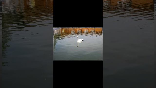 Сахалинские Лебеди смотреть онлайн