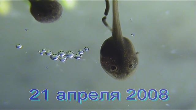 Травяная лягушка 9 Первый шаг смотреть онлайн