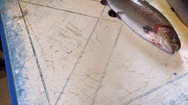 Привоз 600,0 кг форели. Проверяем рыбу на цвет мяса и вкус смотреть онлайн