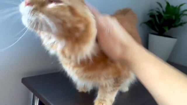 Кошечка мейн-кун окрас красный смотреть онлайн