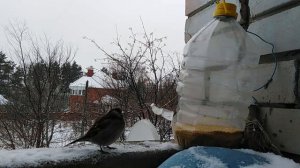 Ловушка на птиц из пластиковой бутылки