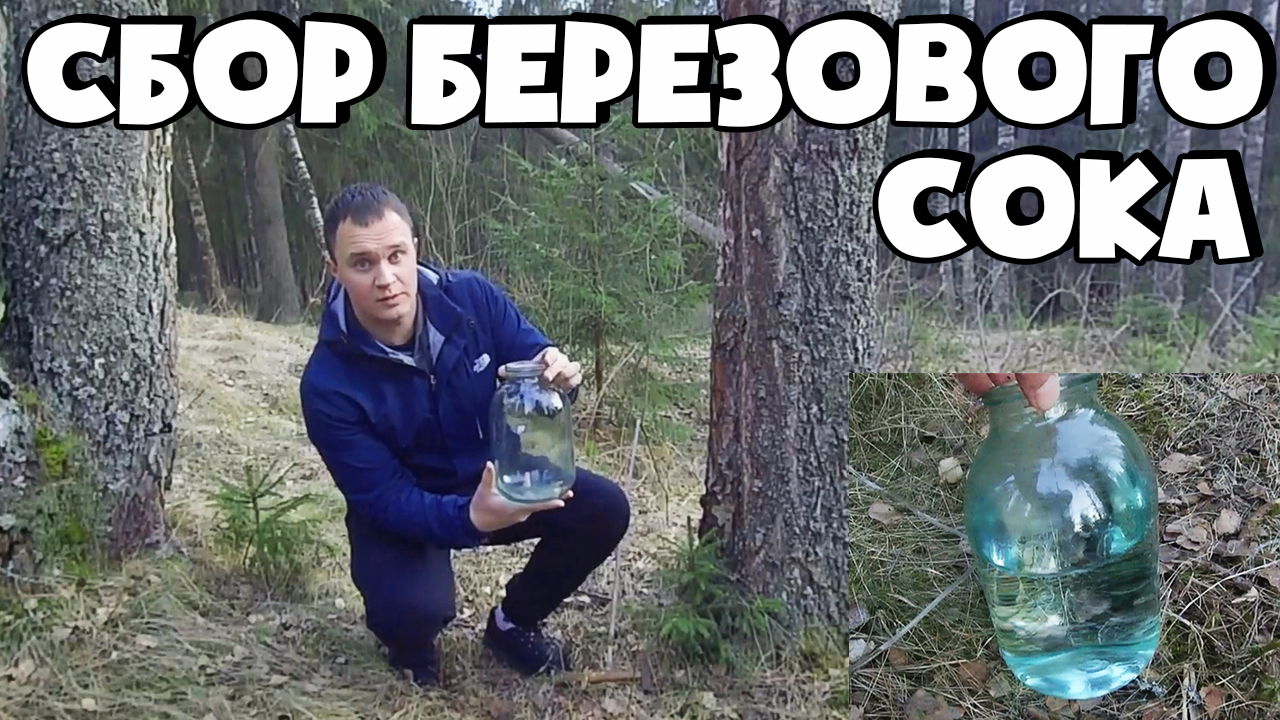 БЕРЕЗОВЫЙ СОК | БЫСТРЫЙ СПОСОБ СБОРА БЕРЁЗОВОГО СОКА смотреть онлайн