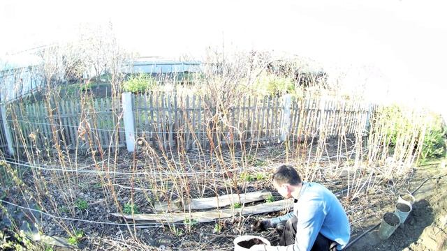 Шпалера для малины. Выращивание малины на агроволокне в Челябинске. Органическая малина на биогумус смотреть онлайн