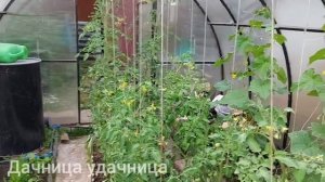 Почему не завязываются плоды томатов и отваливаются цветочные кисти. Исправляем ситуацию