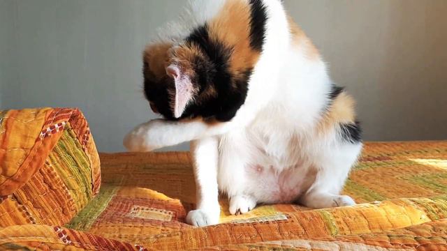 Мойдодыр! смотреть онлайн