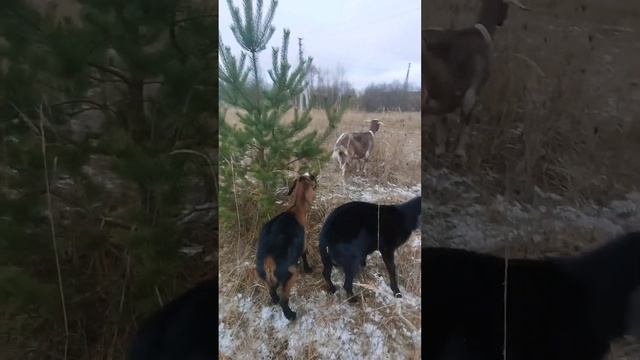 Козы и морозы.?Природно- витаминые добавки в зимнее время.?