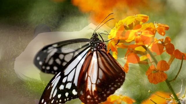 Yakuro - The Color Of Love