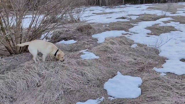 Лабрадор, Бетти заболела смотреть онлайн