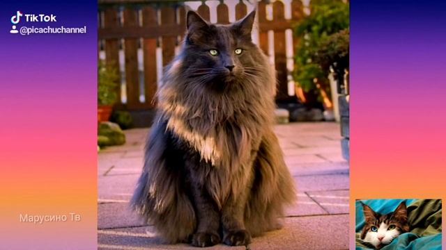 Самые красивые кошки и коты в мире смотреть онлайн