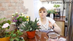 Чесночная вода для комнатных растений + Идеальное средство против вредителей