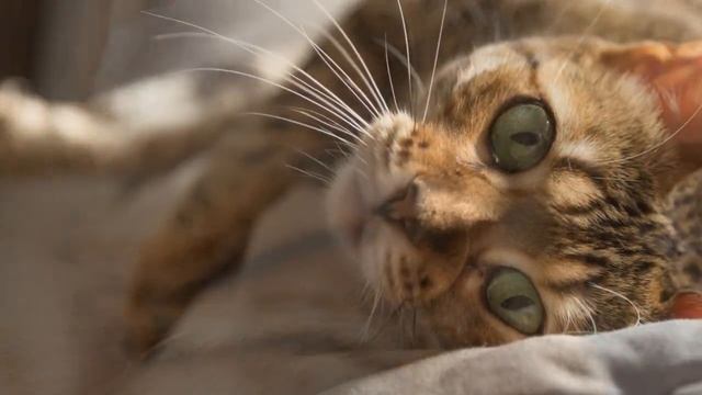 Бенгальская кошка - порода домашних кошек, имеющая интересную родословную смотреть онлайн