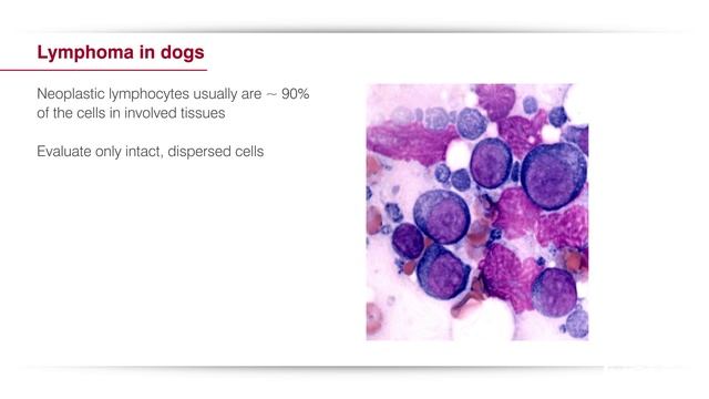 Cytology of Lymp Nodes смотреть онлайн