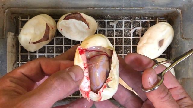 Ball Python Egg Cutting! Banana het Lavender x Pastel Banana Het Lavender Albino PART 1! смотреть онлайн