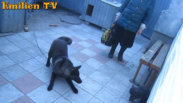 Собака и кот ревностно встречают свою хозяйку с работы! Смешные домашние животные