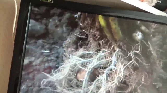 Посадка картофеля глазками Это надо знать Из одного глазка будет один стебель один сталоне Картошка смотреть онлайн