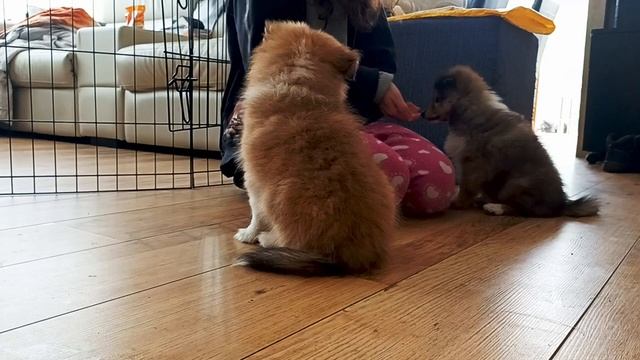 Shetland Sheepdog Puppies Learn How to Sit смотреть онлайн