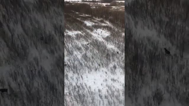 тайга вид с вертолета смотреть онлайн