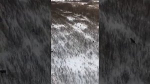 тайга вид с вертолета