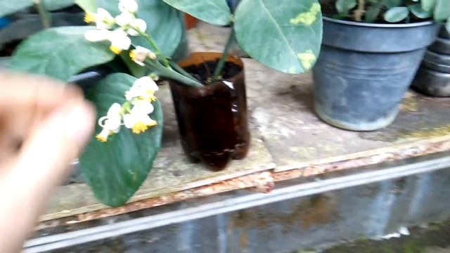 Как цветут бананы. смотреть онлайн