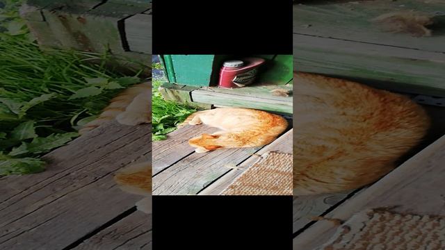 Утро у каждого свое