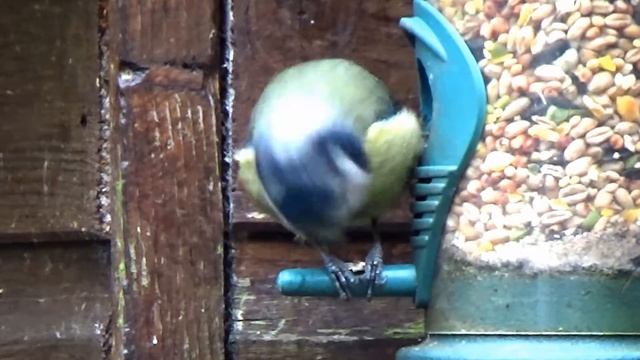 Крупный план. Веселые рожицы Синички-лазоревки. смотреть онлайн