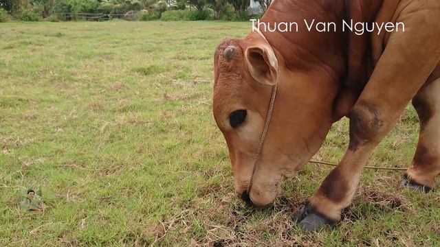 Vietnam || Rural life in Ba Tri || Ben Tre Province смотреть онлайн