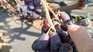 Виноград Графиня (Калугин В. М.) Виноградник Король В. Н. Slava.King2007@mail.ru