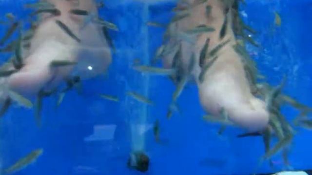 Пираньи атакуют! Ловля на живца / Пилинг рыбками на Кипре смотреть онлайн