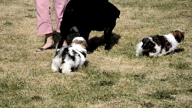 Амина, Альбус, Аден прогулка смотреть онлайн