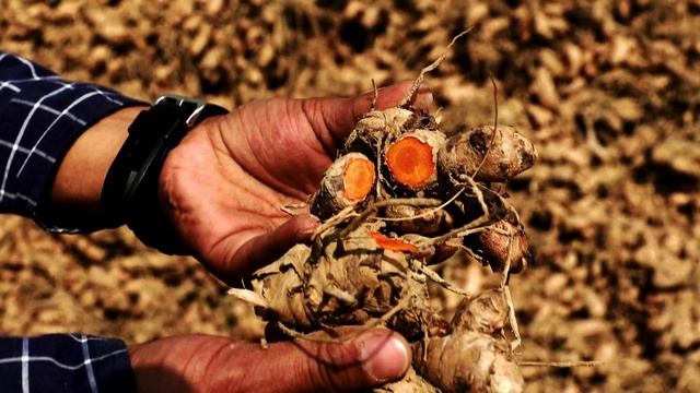 Turmeric / Behind the Bottle смотреть онлайн