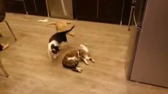 Копия видео "Нанюхавшиеся..... кошачьей мяты" смотреть онлайн