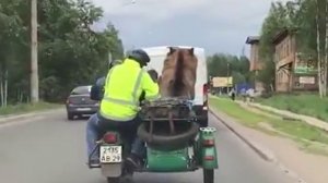 Настоящий медведь едет на мотоцикле!!!💪😎