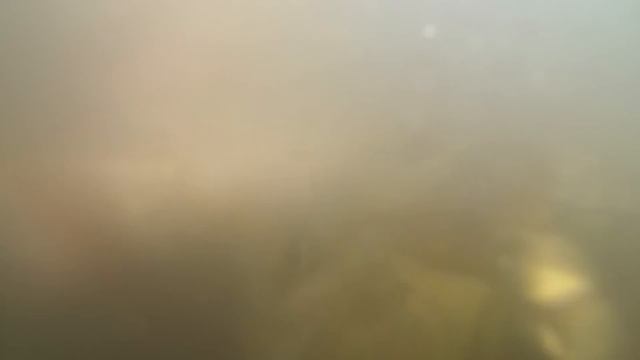 Выращивание карпа в маленьком пруду возле дома, эксперимент ч. 23 кормление карпа с рук смотреть онлайн