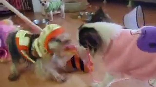 Yorkshire terrier (nate) VS. Chihuahua ( apple ) смотреть онлайн